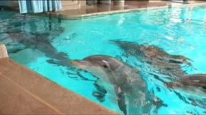 Yle Uutisluokka Triplet: Särkänniemen delfinaario suljetaan - eläimille etsitään uutta paikkaa (S): 27.10.2015 18.20