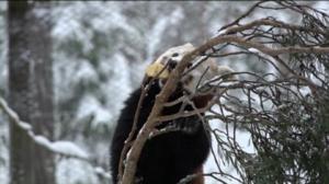 Luonto lähellä: Pikkupanda: 30.11.2015 09.00