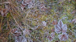 Radio Vega Åboland videoklipp: Helt åt skogen i Pomponrahka (S): 09.12.2015 18.15