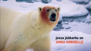 Yle Uutisluokka Triplet: Huippuvuorilla väistellään jääkarhuja aseen kanssa (S): 10.12.2015 17.42