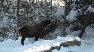 Luonto lähellä: Luonto lähellä 15.12.: 15.12.2015 08.53