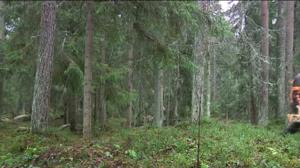 Luonto lähellä: Luonto lähellä 21.12. (S): 21.12.2015 08.58