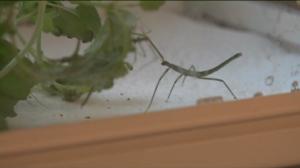 Luonto lähellä: Luonto lähellä perehtyy syötäviin hyönteisiin: 18.01.2016 09.03