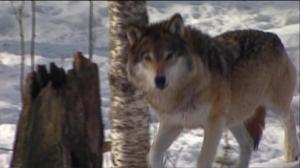 Yle Uutisluokka Triplet: Susi – uhka vai uhanalainen? (S): 25.01.2016 10.41