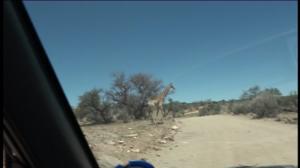 Luonto lähellä: Luonto lähellä Namibiassa (S): 01.02.2016 08.23