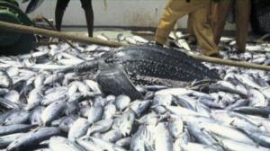 Luonto lähellä: Luonto lähellä 8.2.: 08.02.2016 14.47