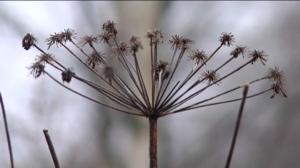 Yle Uutisluokka Triplet: Talventörröttäjät odottavat bongaajaansa rannoilla ja metsissä (S): 15.02.2016 12.58