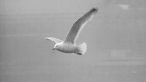 Lintuja Suomen varhaiskeväässä: 08.03.2016 10.50