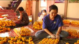 Yle Uutisluokka Triplet: Suomen marjasato vaurastuttaa Thaimaan syrjäkyliä (S): 02.03.2016 08.29
