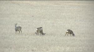 Yle Uutisluokka Triplet: Vihersillat ja kuivapolut vähentävät eläinkolareiden määrää (S): 30.03.2016 09.54