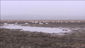 Radio Vega Österbotten: Svanar vid Söderfjärden: 30.03.2016 13.57