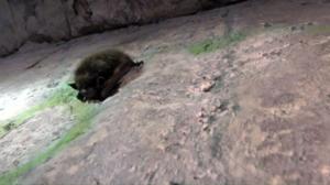 Luonto lähellä: talvehtivat lepakot (S): 04.04.2016 08.27