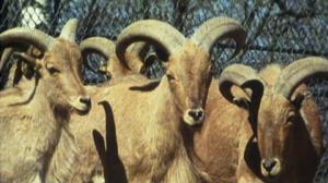 Korkeasaari 100 vuotta: 12.04.2016 12.10