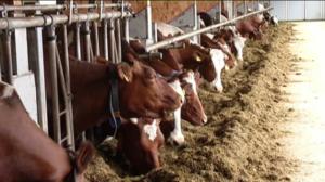 Yle Uutiset Pohjanmaa: Yle Uutiset Pohjanmaa 14-04-2016 Klo 17-06: 14.04.2016 16.42