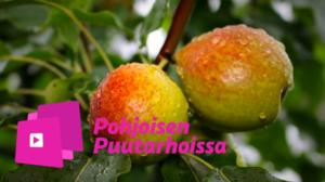Pohjoisen puutarhoissa: Hedelmäpuun voi pilata leikkaamalla!: 15.04.2016 15.03