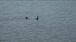 Ylen aamu-tv: Luonto lähellä: 18.04.2016 09.06