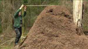 Luonto lähellä: kekomuurahaiset: 25.04.2016 08.34