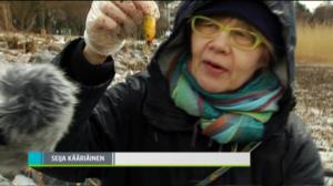 Yle Uutisluokka Triplet: Rantoja siivottiin talkoilla – herkuttelijoiden jätteet pahin riesa (S): 25.04.2016 14.48