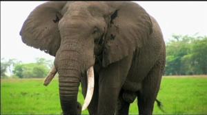 Yle Uutisluokka Triplet: Sata tonnia norsunluuta roviolle – tempaus salametsästystä vastaan (S): 29.04.2016 11.23