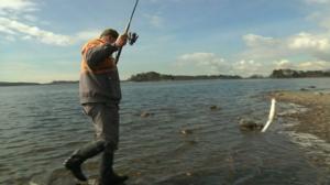 Luonto lähellä: siian kevätonginta: 02.05.2016 06.54