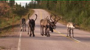 Yle Uutiset Lappi: Yle Uutiset Lappi 09-05-2016 Klo 17-06: 09.05.2016 16.48