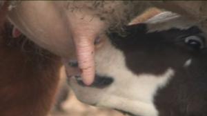 Yle Uutiset Itä-Suomi: Yle Uutiset Itä-Suomi 10-05-2016 Klo 17-06: 10.05.2016 17.00