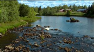 Jokiemme helmet: Kyrönjoki: 09.05.2016 09.04