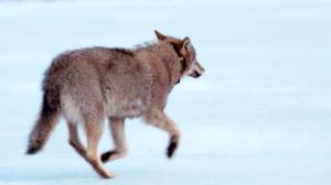 Pohjolan sudet (S): 23.12.2015 09.30