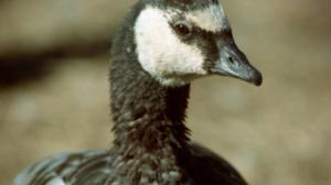 Väärällä maalla (7): 25.03.2016 18.10