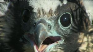 Linnustomme aateliset (S): 10.04.2016 12.40