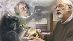 Tiededokumentti: Sairauksien alkuperä: 28.06.2016 17.00