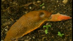 Selkärangatonta menoa: 09.07.2016 18.24