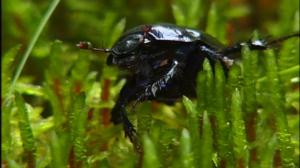 Selkärangatonta menoa: 30.07.2016 18.24