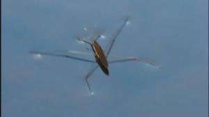 Selkärangatonta menoa: 02.07.2016 18.24