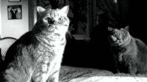 Festivaalipuhetta: 26.11.2016 17.38