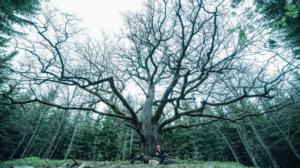 Metsien kätkemä: 14.06.2016 20.01