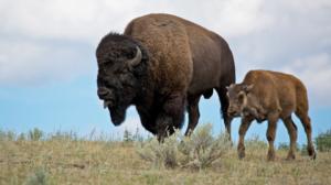 Prisma: Jääkauden jättiläiset: 28.12.2016 19.00