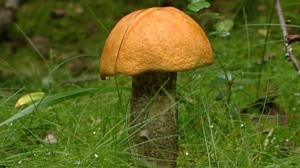 Sienikoulu: Punikkitatti ja tattipitsa: 15.08.2016 09.00