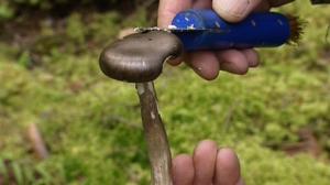 Sienikoulu: Mustavahakas ja sienimunakasrulla: 15.08.2016 09.00