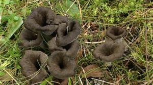 Sienikoulu: Mustatorvisieni ja värikäs torvisienivihannespata: 15.08.2016 09.00