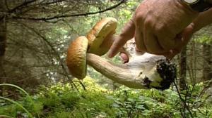 Sienikoulu: Opi lukemaan metsän kieltä: 15.08.2016 09.00