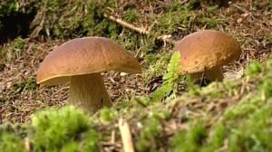 Sienikoulu: Männynherkkutatti ja tattimuikkupata: 15.08.2016 09.00