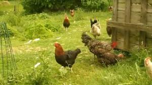 Zip-Zap muu (S): 18.07.2016 18.00