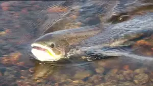 Erätulilla - kalavesillä: 05.07.2016 08.05