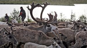 Peltsin Lappi: Porot: 05.11.2016 00.01