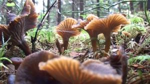 Sienikoulu: Suppilovahvero ja sienirieskaset: 15.08.2016 09.00