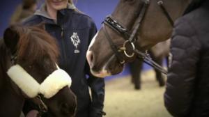 Ratsastuksen maailma: 08.01.2017 17.15