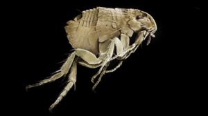 Luontohetki: Attenborough'n erikoiset: 08.01.2017 18.15