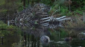 Majavalaakso: 10.01.2017 16.20