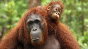 Luontohetki: Attenborough'n erikoiset: 15.01.2017 18.15